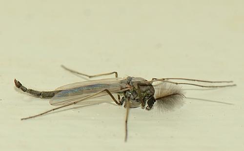 Chironomus plumosus